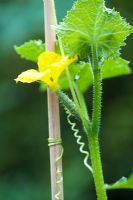 Cucumis Sativus - Developing young Cucumber fruit with its flower