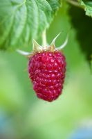 Rubis idaeus - Raspberry fruit 