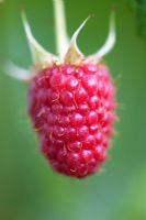 Rubis idaeus - Raspberry fruit