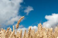 Low angle view of Triticum aestivum - Common Wheat against sky