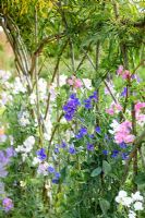 Lathyrus odoratus 'High Scent'  - Sweet Peas, growing through a living frame of Salix viminalis at RHS Harlow Carr