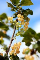 Ribes 'White Versailles'