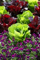 Lettuce 'Pinokkio' with Lettuce 'Red Batavia' edged with Viola at RHS Harlow Carr