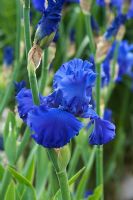 Iris 'Blenheim Royal'