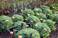 Formal Tulipa border including Tulipa 'Sensual Touch' - Pashley Manor Gardens, Wadhurst