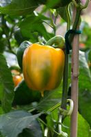 Capsicum 'Chelsea' - Sweet Pepper