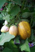 Solanum melongena - Aubergine 'Pinstripe'