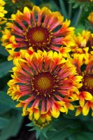 Gaillardia 'Fanfare'