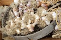 Home grown Garlic, freshly harvested and placed on old garden seive in wooden wheelbarrow, Norfolk, UK, July