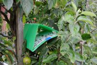 Pheremone trap places amongst dwarf cordon Malus - Apples, Norfolk, UK, July