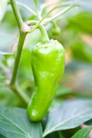 Capsicum - Chilli Pepper 'Cheyenne F1' on the plant in green stage