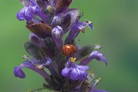 Subcoccinella 24-punctata - 24 Spot Ladybird