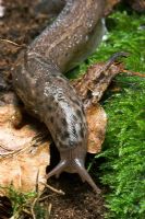 Limax sp - Leopard Slug in leaf litter. Close up of head 