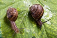 Helix aspersa - Garden snails with slime trails on leaf