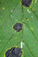 Rhytisma acerinum - Acer Tar Spot Fungus on sycamore leaf