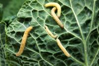 Mamestra brassicae - Cabbage Moth larvae feeding on cabbage leaf