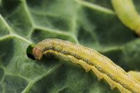 Mamestra brassicae - Cabbage Moth larvae feeding on cabbage leaf
