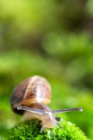 Helix aspersa - Garden Snail