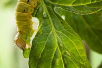 Noctua pronuba - Cutworm or Large Yellow Underwing larva on Tomato plant