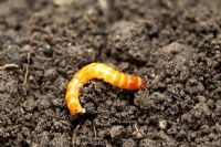 Wireworm, larva of the Click Beetle, feeds on roots, corms, tubers and stems of many plants