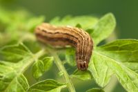 Noctua pronuba - Cutworm or Large Yellow Underwing larva (Brown Form) on Tomato plant