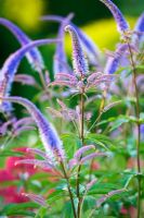 Veronicastrum virginicum