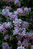 Solanum crispum 'Glasnevin' AGM