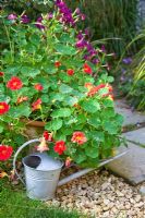 Tropaeolum majus 'Cherry Rose Jewel' in a pot on a terrace, with a galvanised watering can