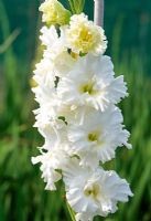 Gladiolus 'Top of the Mark'