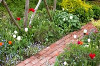 Small brick path leading through early summer borders of mixed Tulipa and Myosotis sylvatica. Brickwall Cottages, Frittenden, Kent