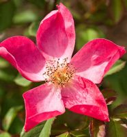 Rosa 'Rose of Picardy', June at David Austin Rose Gardens, Shropshire,  England UK