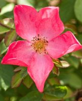 Rosa 'Rose of Picardy', June at David Austin Rose Gardens, Shropshire, England UK
