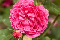 Rosa 'Noble Antony' in June at David Austin Rose Gardens, Shropshire, England UK 
 