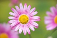 Pink Daisy