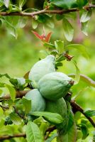 Chaenomeles japonica - Quince fruits
