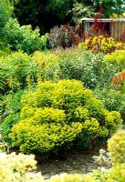 Euphorbia 'Redwing' in border