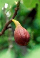 Ficus - Fig 'Brown Turkey'