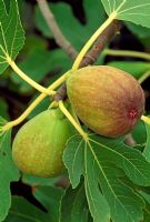 Ficus - Fig 'Tarring Fig Garden No. 2' 