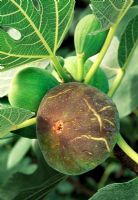 Ficus 'Osborn's Prolific' - Fig 