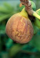 Ficus 'Violette Sepor' - Fig