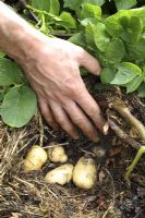 Solanum tuberosum 'International Kidney' - No dig Potatoes, mulched with straw, July
