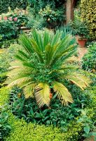 Cycas revoluta - Japanese Sago Palm
