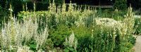 The White Garden at Loseley Park with planting including Tanacetum parthenium, Verbascum, Salvia and Hydrangea arborescens 'Annabelle'