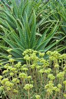 Crassula elegans and Aloe x spinossissima