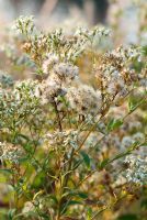 Aster umbellatus flowers and seedheads