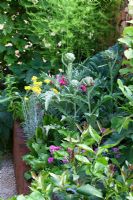 A raised bed of salad leaves, herbs and vegetables. 'Food 4 Thought' - Gold Medal Winner - RHS Hampton Court Flower Show 2010 
 