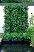 Vertical planted wall with Capsicum - Chilles and Peppers, Tumbling Tomatoes and Herbs. 'Food 4 Thought' - Gold Medal Winner - RHS Hampton Court Flower Show 2010 
 