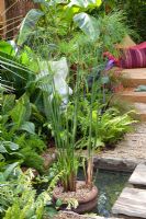 Small pond with aquatic plant in container, surrounded by exotic plants. 'The Yoga Garden' - Bronze Medal Winner - RHS Hampton Court Flower Show 2010
 