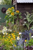 Flowerbed near shed - Cosmos, Calendula, Fennel, Helianthus, Agapanthus and Salvia - RHS Hampton Court Palace Flower Show 2010
