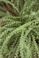 Athyrium filix-femina 'Frizelliae' - RHS Hampton Court Flower Show 2010 
